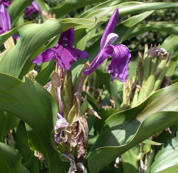 Photo of Roscoea auriculata uploaded by robertduval14