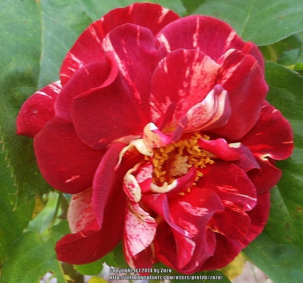 Photo of Rose (Rosa 'Rusty') uploaded by zuzu