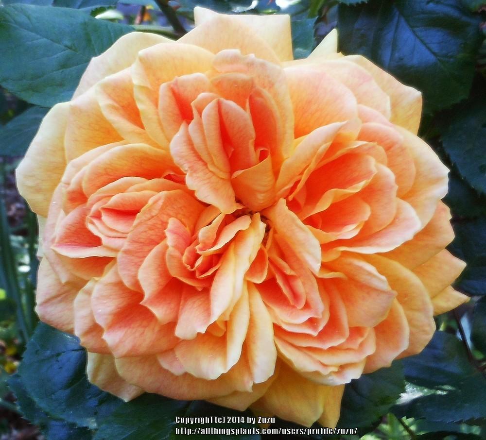 Photo of Rose (Rosa 'Jean Giono') uploaded by zuzu