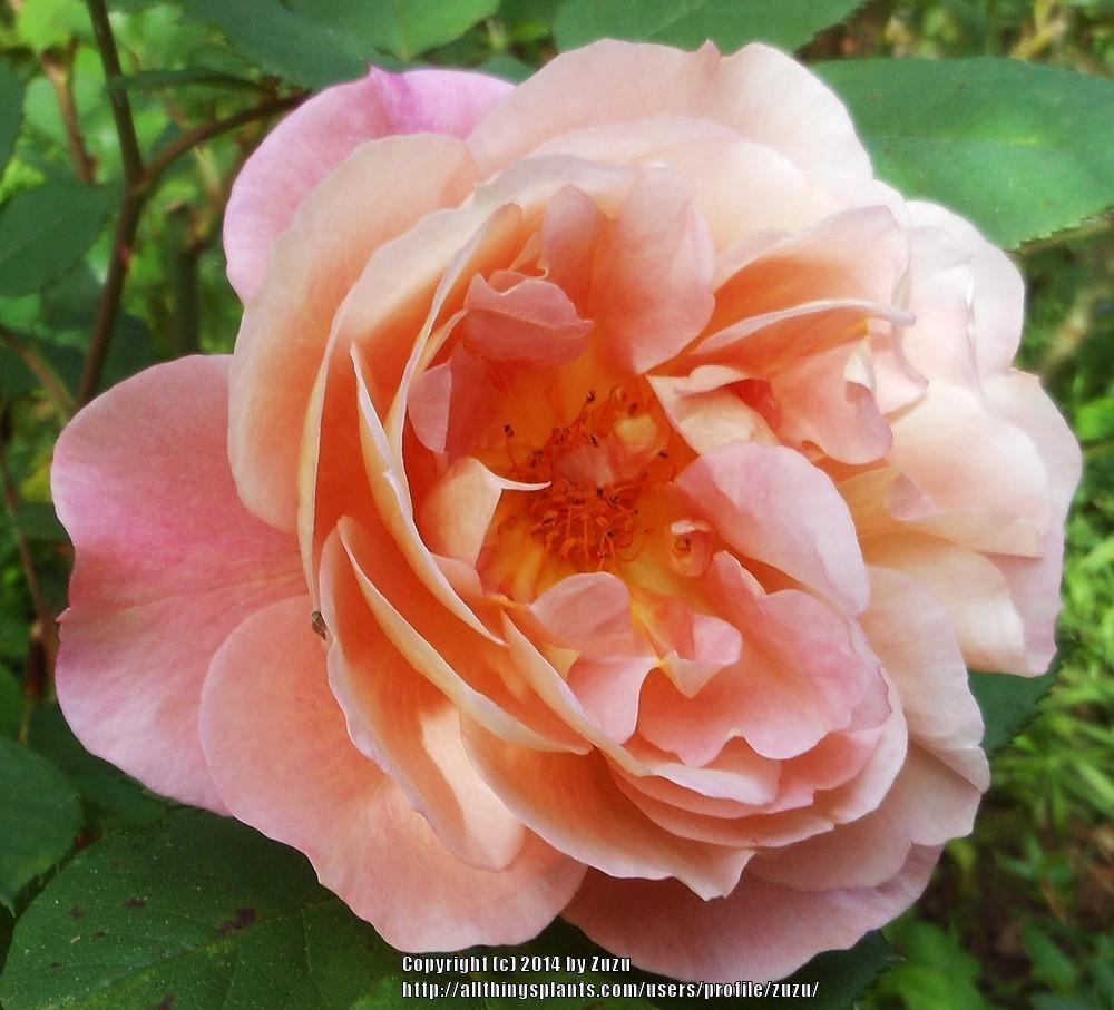 Photo of Rose (Rosa 'Distant Thunder') uploaded by zuzu