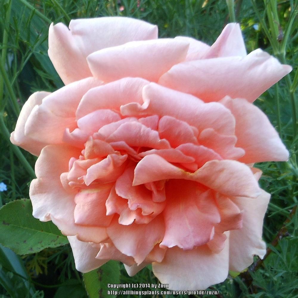 Photo of Rose (Rosa 'Apricot Queen') uploaded by zuzu