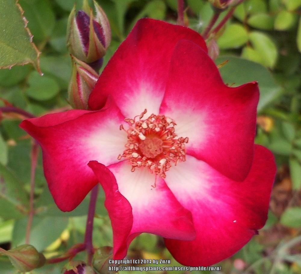 Photo of Rose (Rosa 'Prairie Flower') uploaded by zuzu