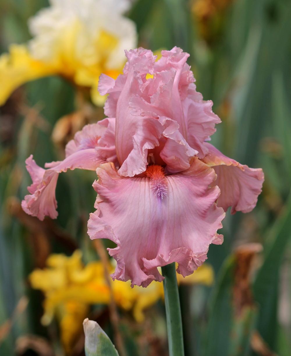 Photo of Tall Bearded Iris (Iris 'Star Turn') uploaded by ARUBA1334