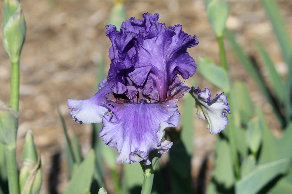 Photo of Tall Bearded Iris (Iris 'Dancing Blue Koi') uploaded by ARUBA1334