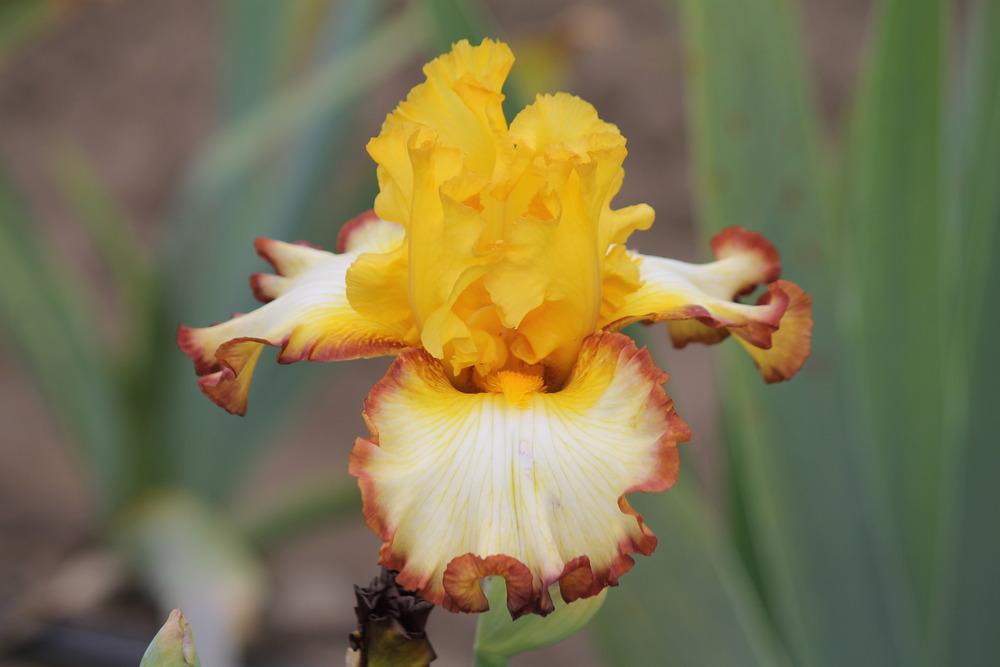 Photo of Tall Bearded Iris (Iris 'Rare Coin') uploaded by ARUBA1334