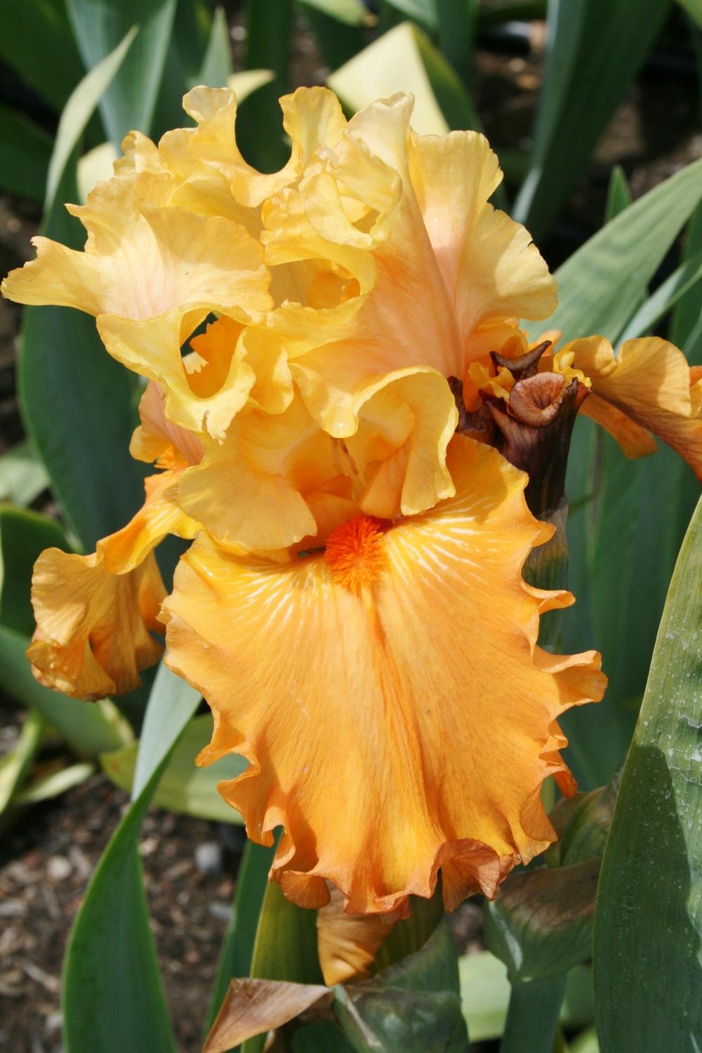 Photo of Tall Bearded Iris (Iris 'Fixation') uploaded by Calif_Sue