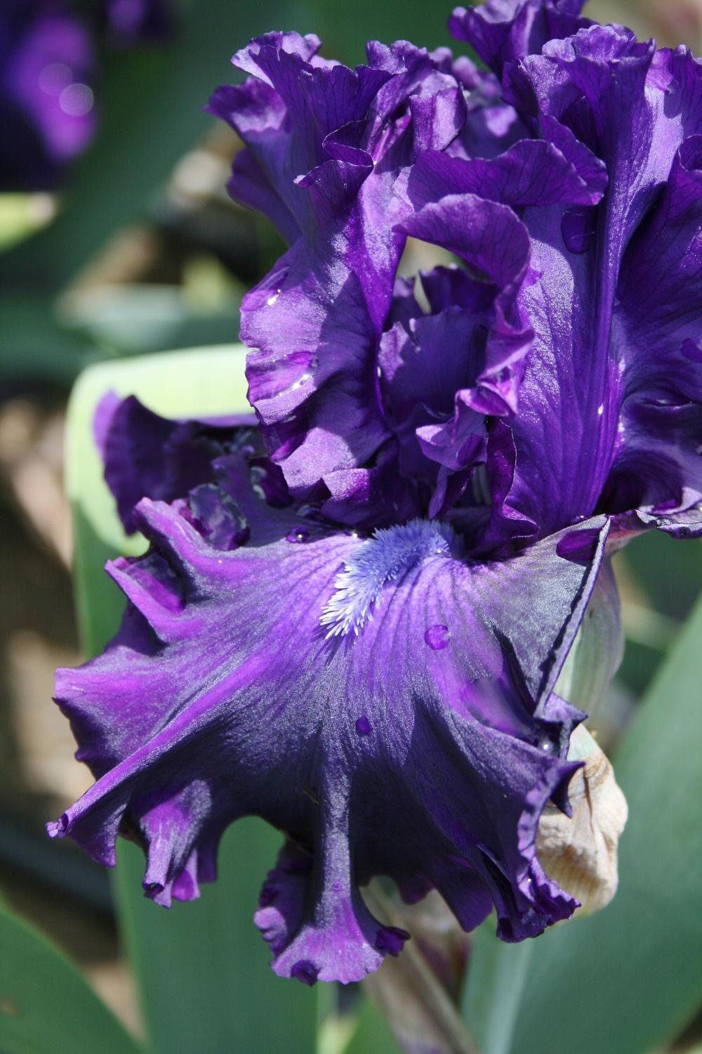 Photo of Tall Bearded Iris (Iris 'Magnificent Masterpiece') uploaded by Calif_Sue