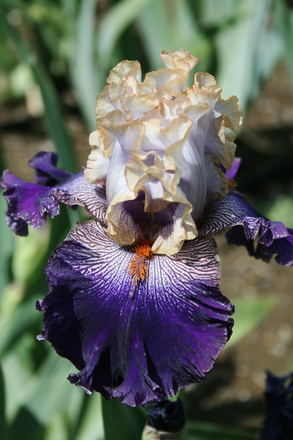 Photo of Tall Bearded Iris (Iris 'Bratislavan Prince') uploaded by Calif_Sue
