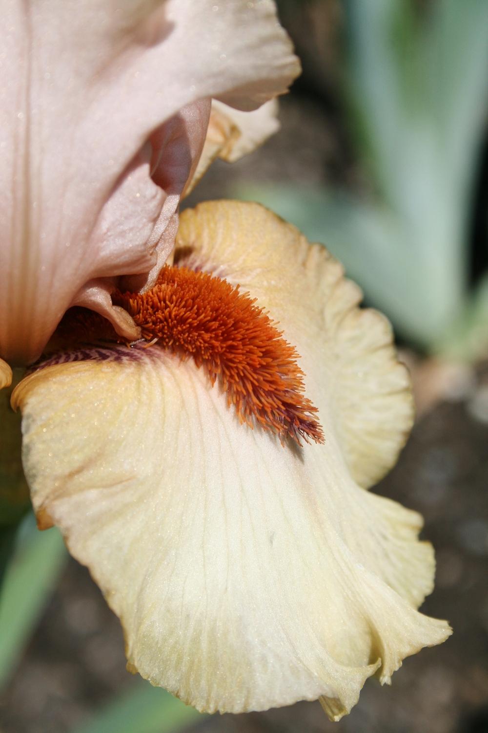 Photo of Tall Bearded Iris (Iris 'Tobacco Chew') uploaded by Calif_Sue