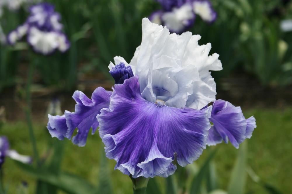 Photo of Tall Bearded Iris (Iris 'Under the Boardwalk') uploaded by Calif_Sue