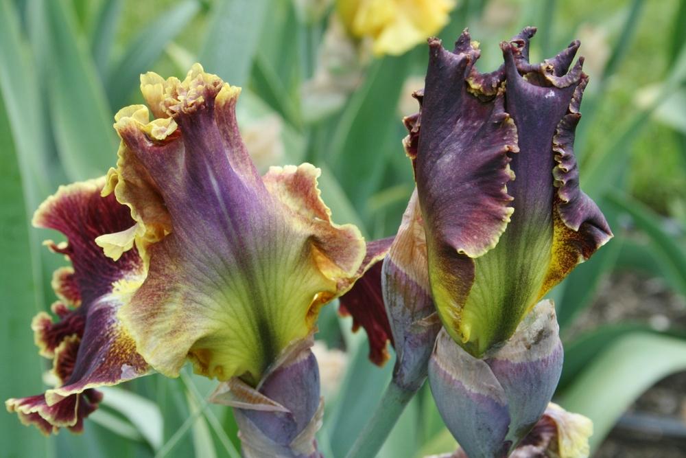Photo of Tall Bearded Iris (Iris 'Volcanic Glow') uploaded by Calif_Sue
