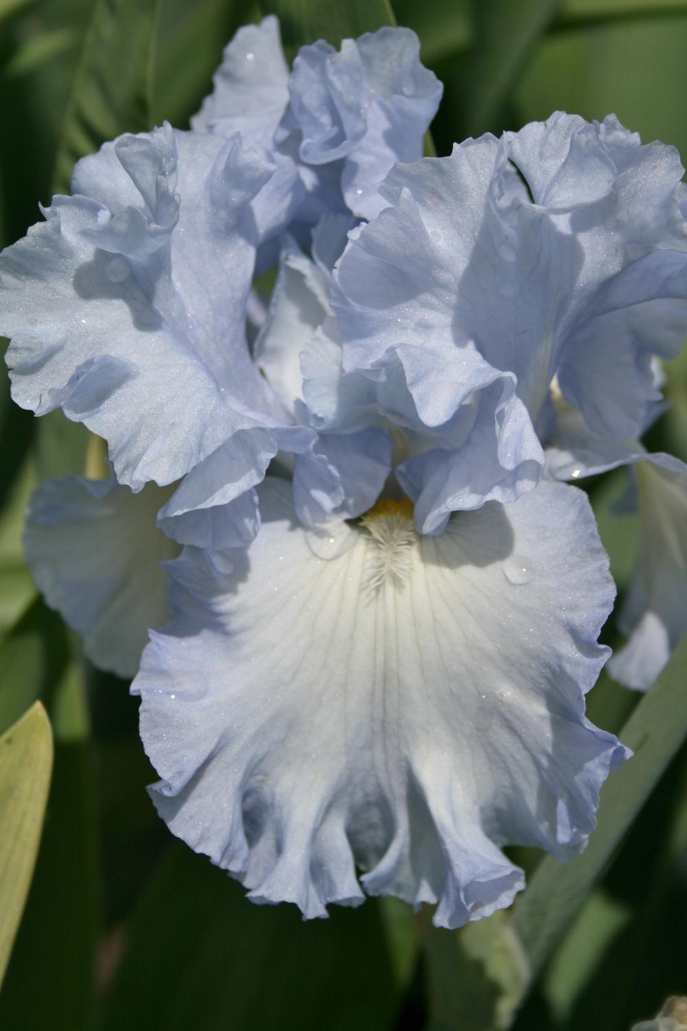 Photo of Tall Bearded Iris (Iris 'Absolute Treasure') uploaded by Calif_Sue