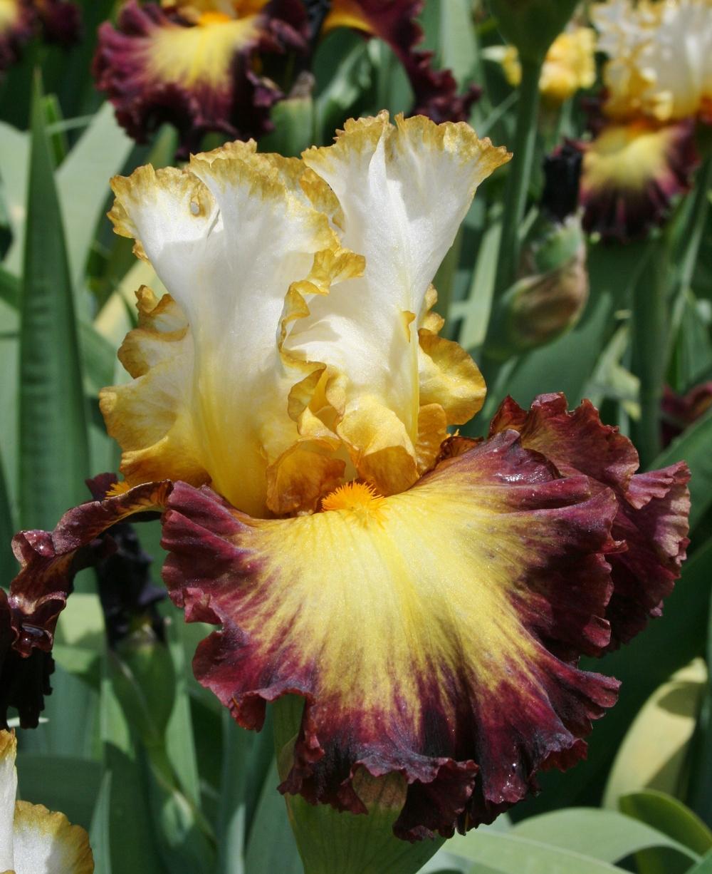 Photo of Tall Bearded Iris (Iris 'Superhero') uploaded by Calif_Sue