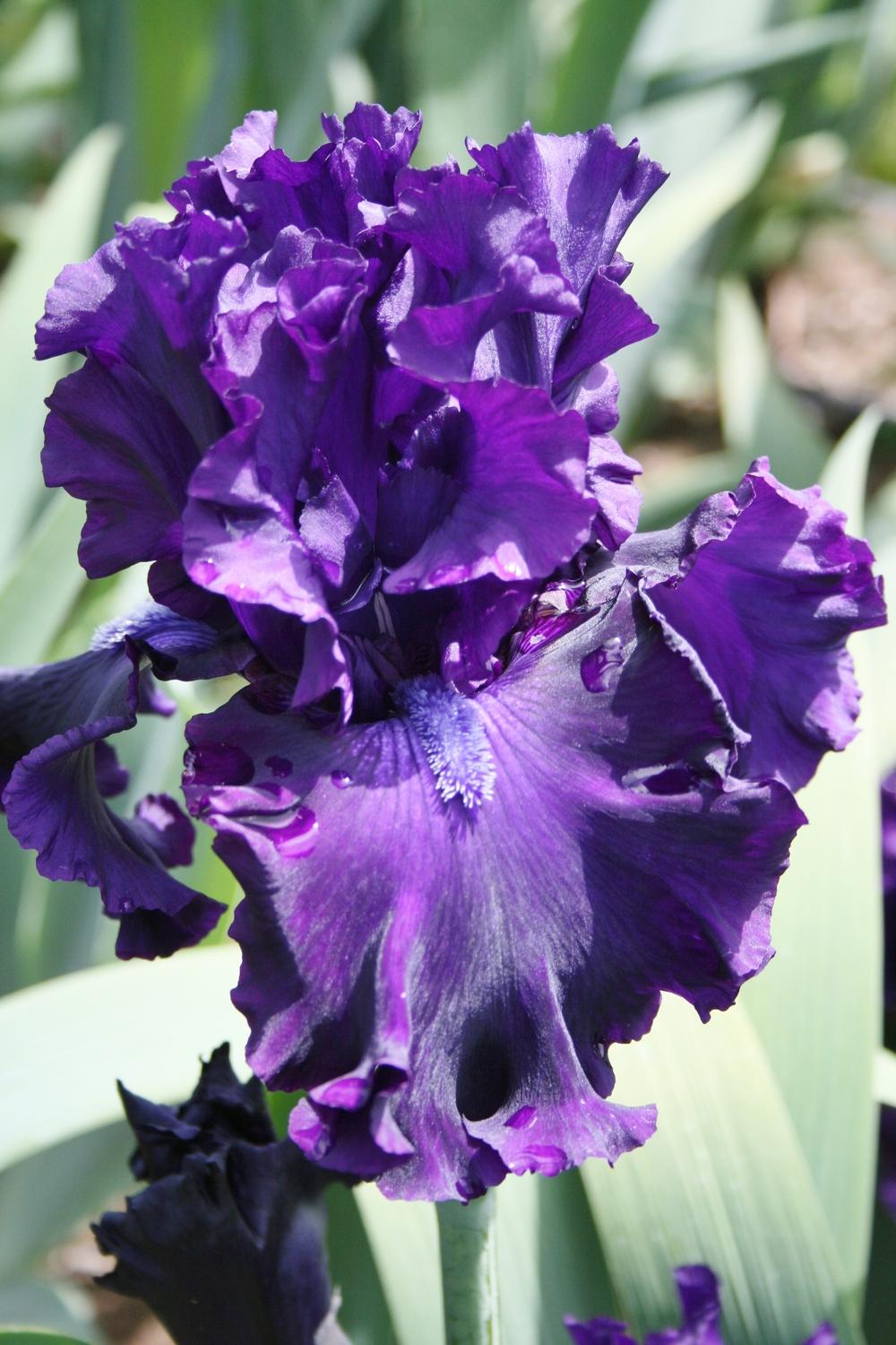 Photo of Tall Bearded Iris (Iris 'Magnificent Masterpiece') uploaded by Calif_Sue