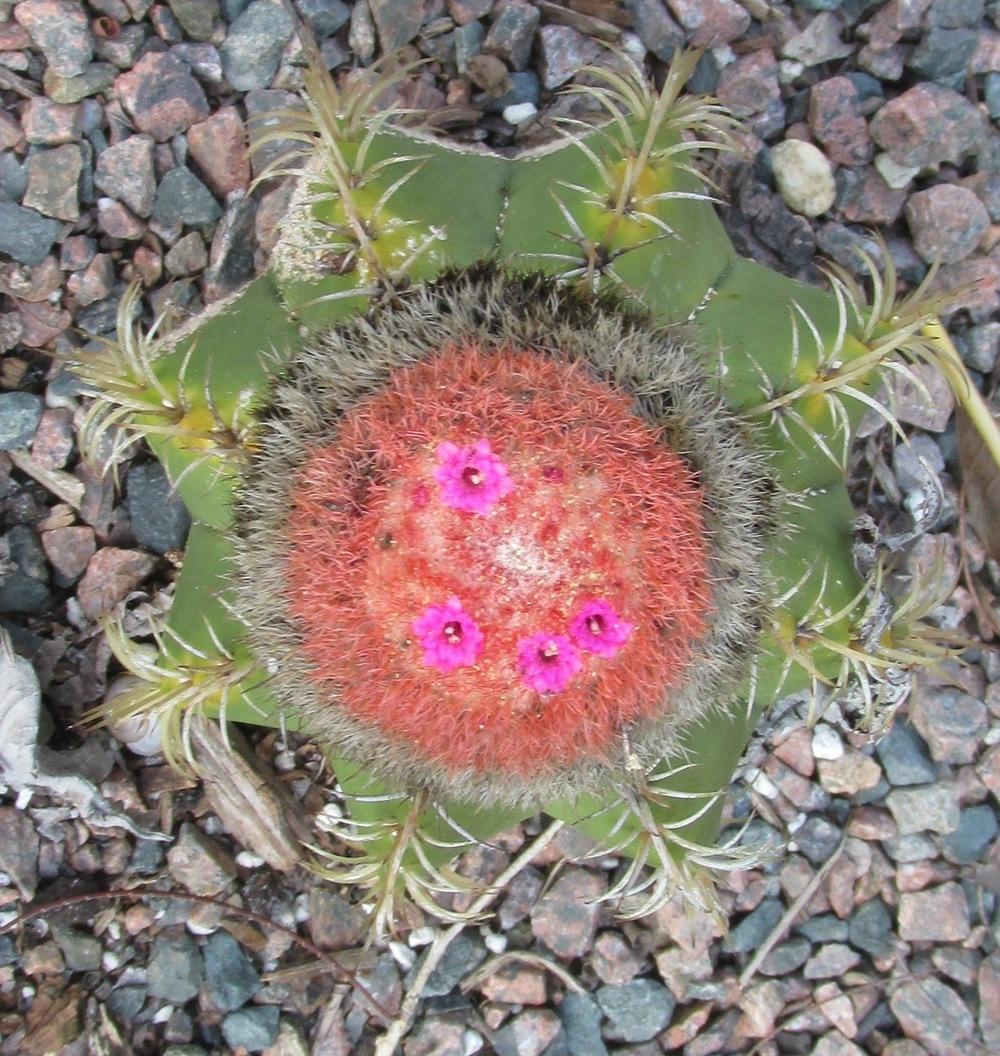 Photo of Turk's Cap (Melocactus intortus) uploaded by Dutchlady1