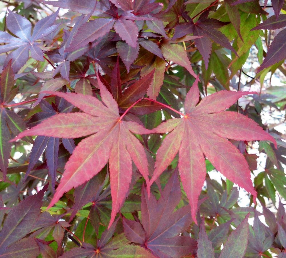 Photo of Japanese Maple (Acer palmatum var. amoenum 'Bloodgood') uploaded by Ecograndma