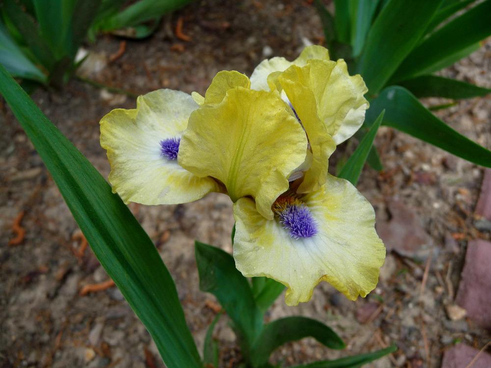 Photo of Standard Dwarf Bearded Iris (Iris 'Experiment') uploaded by Lestv