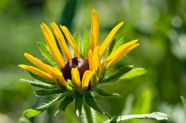 Photo of Black Eyed Susans (Rudbeckia) uploaded by ckatNM