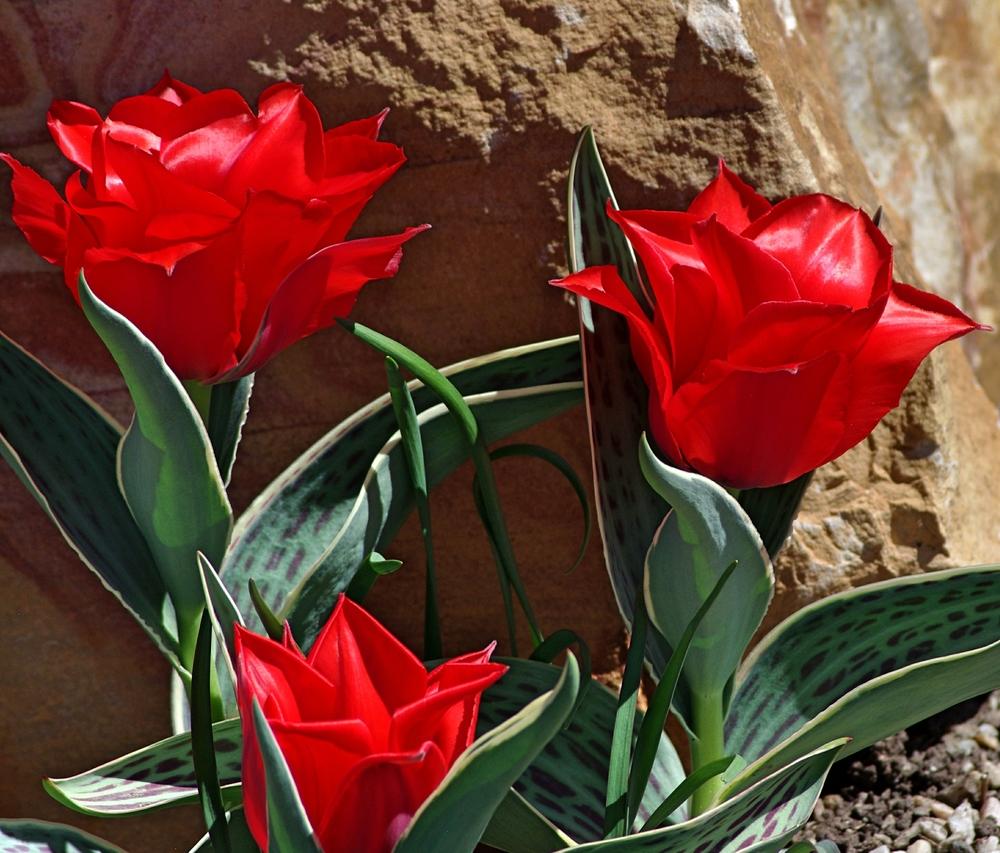 Photo of Greigii Tulip (Tulipa greigii 'Red Riding Hood') uploaded by dirtdorphins
