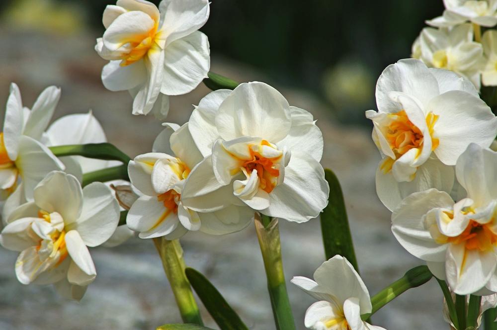 Photo of Double Daffodil (Narcissus 'Sir Winston Churchill') uploaded by dirtdorphins