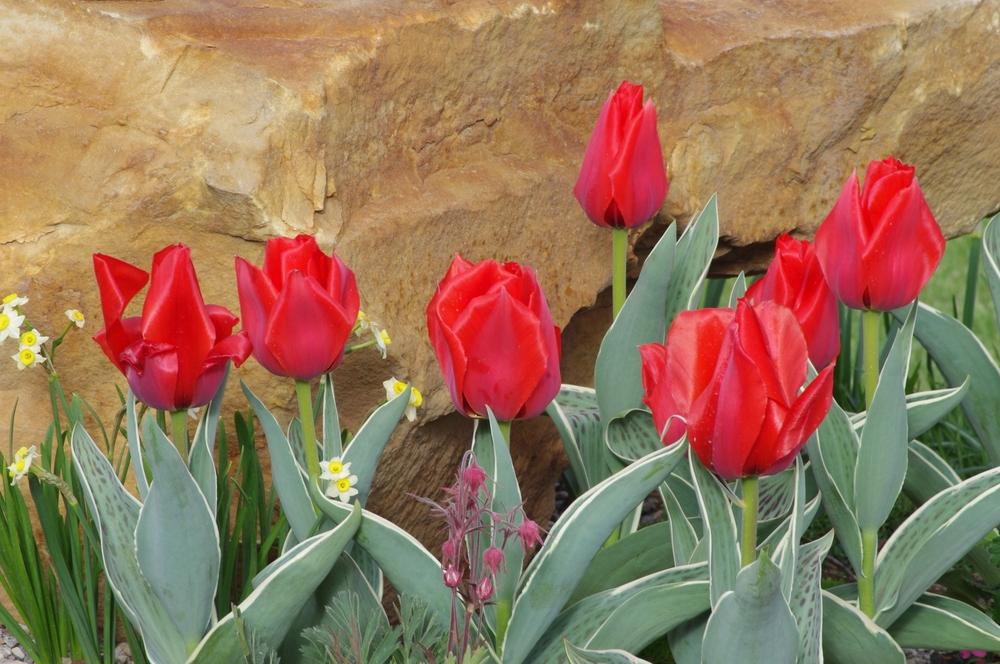 Photo of Greigii Tulip (Tulipa greigii 'Red Riding Hood') uploaded by dirtdorphins