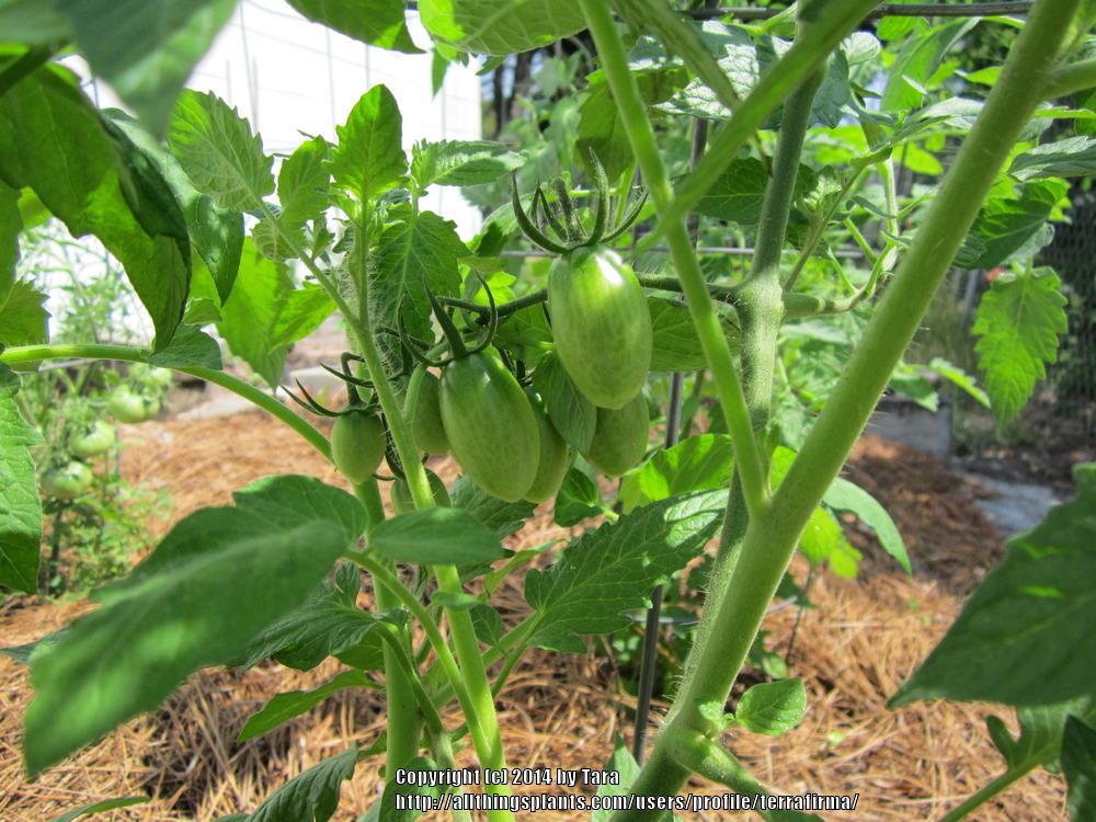Photo of Tomato (Solanum lycopersicum 'Juliet') uploaded by terrafirma