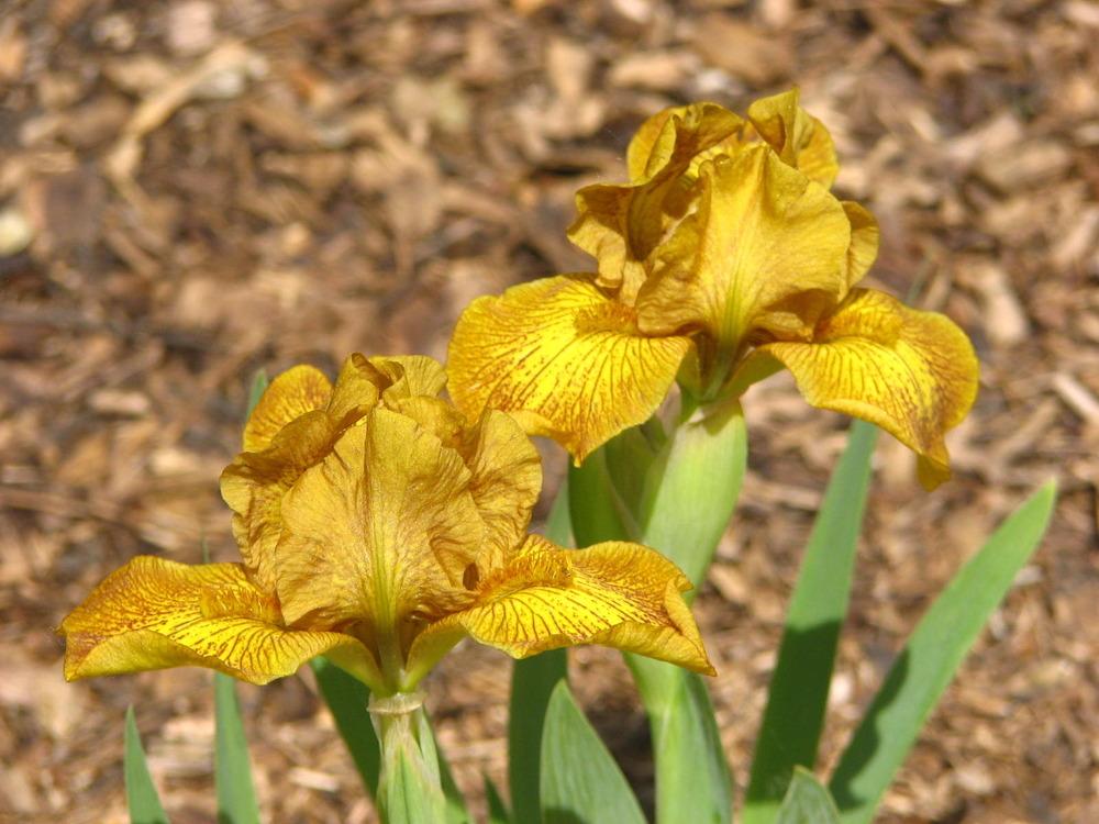 Photo of Standard Dwarf Bearded Iris (Iris 'Rusty Dusty') uploaded by valleyrimgirl