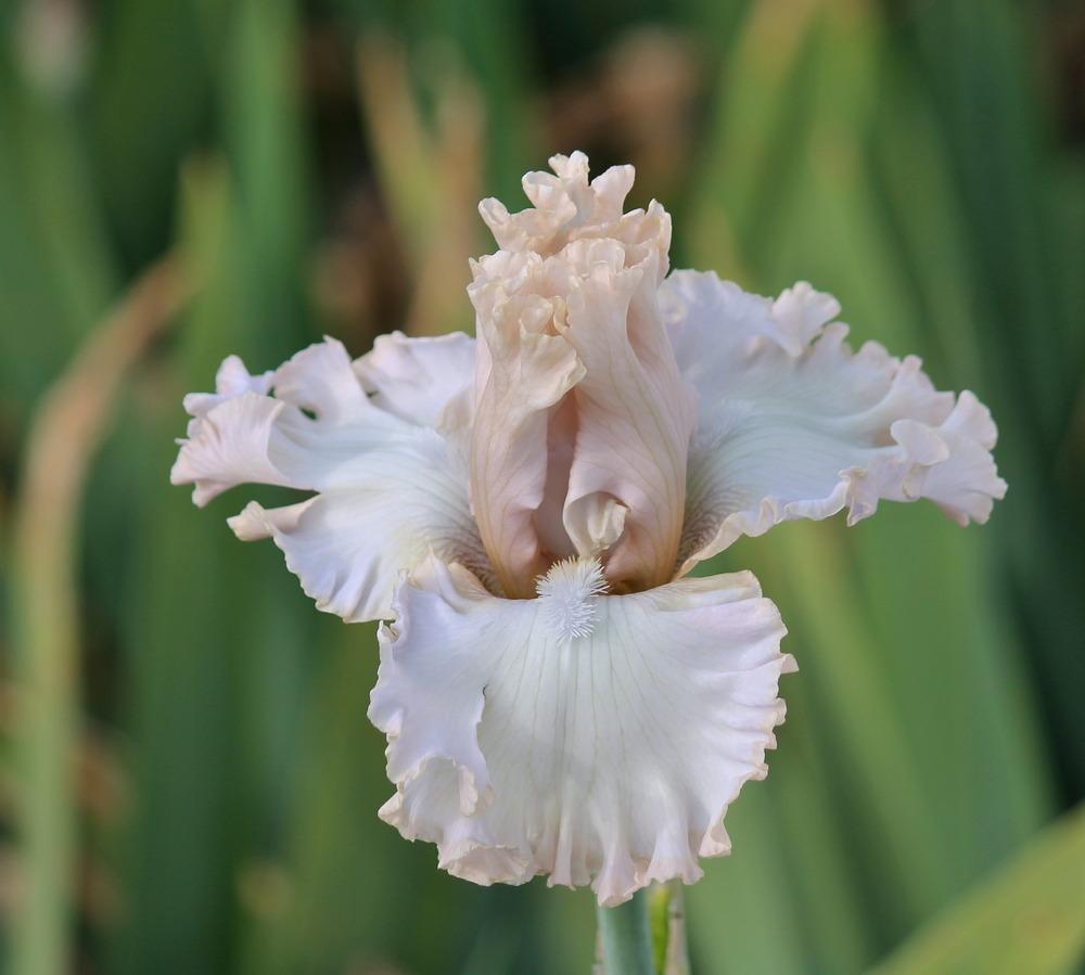 Photo of Tall Bearded Iris (Iris 'Vow of Silence') uploaded by ARUBA1334