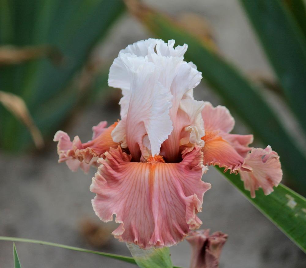 Photo of Tall Bearded Iris (Iris 'Emblematic') uploaded by ARUBA1334