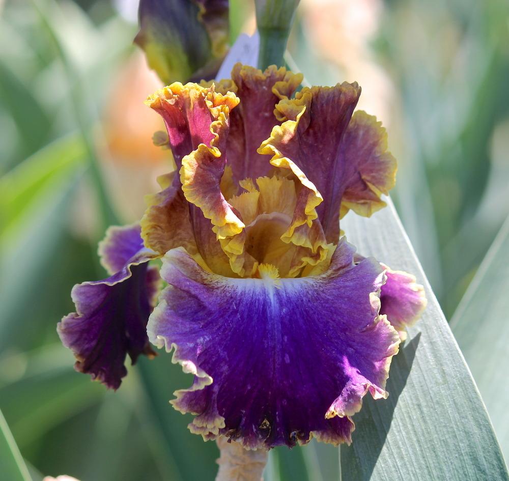Photo of Tall Bearded Iris (Iris 'Fancy Ideas') uploaded by ARUBA1334