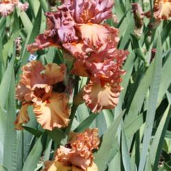 Location: At Napa Iris Gardens
Date: 2014-04-26
