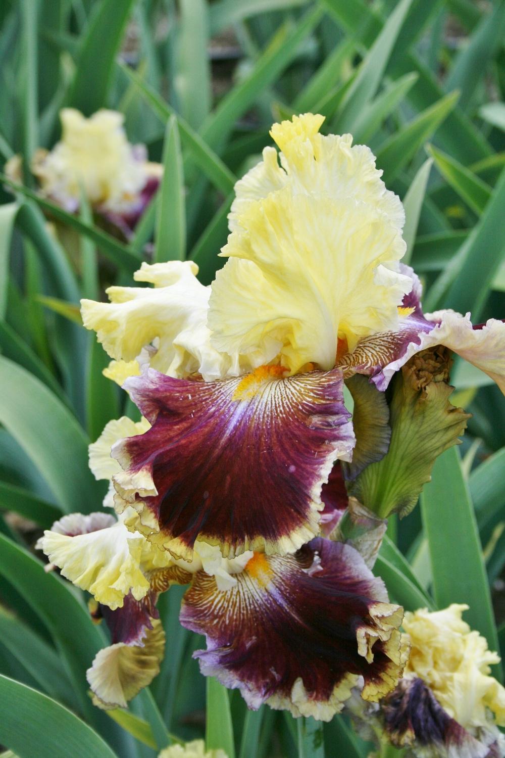 Photo of Tall Bearded Iris (Iris 'Battle of the Bands') uploaded by Calif_Sue