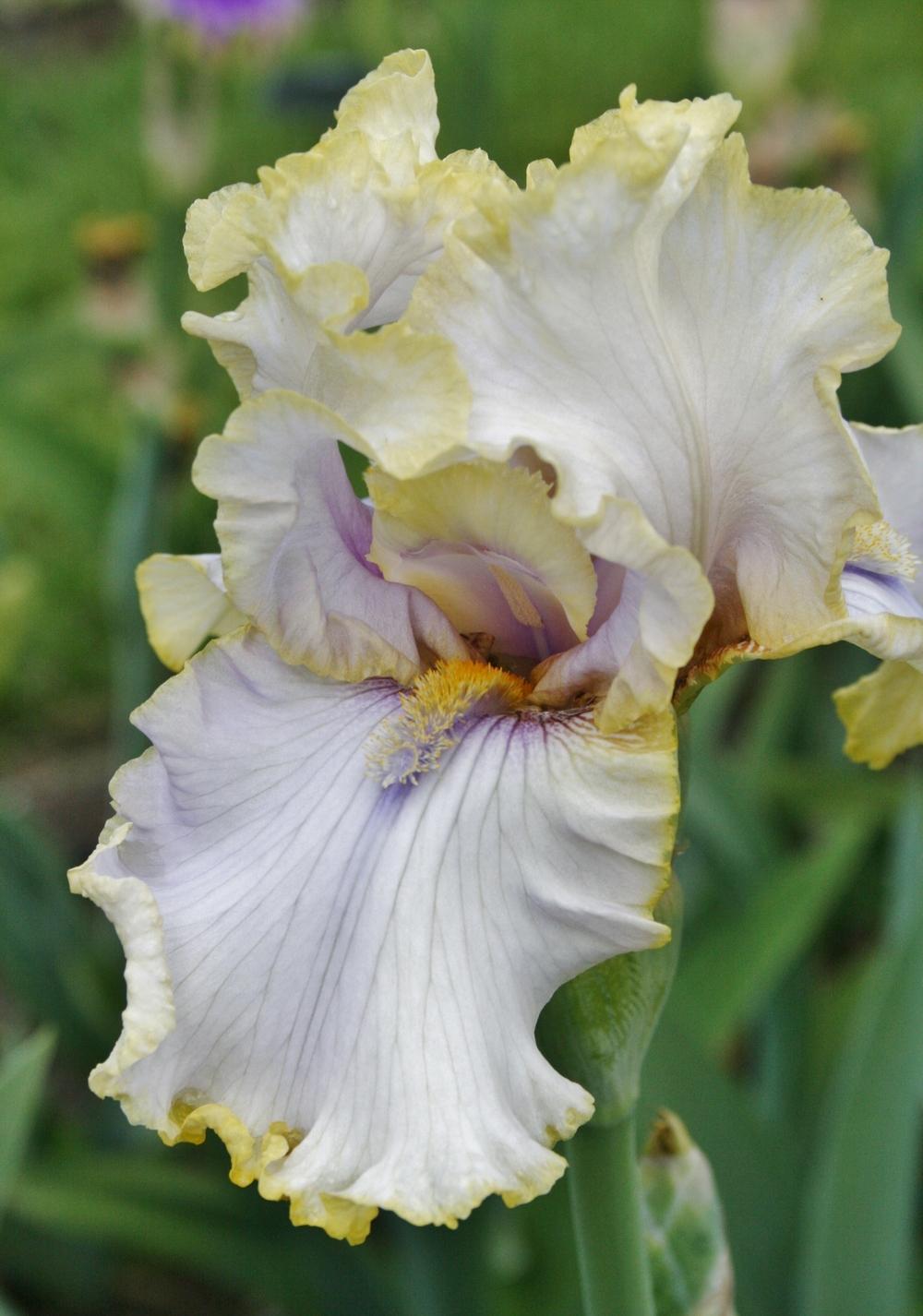 Photo of Tall Bearded Iris (Iris 'Pewter and Gold') uploaded by Calif_Sue