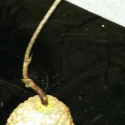 Location: Southwest Florida
Date: April 2014
This bulb was very large, appr. the size of a baseball.