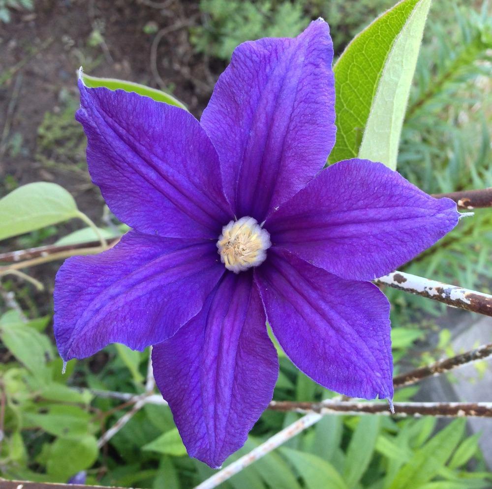 Photo of Clematis (Clematis durandii) uploaded by HamiltonSquare