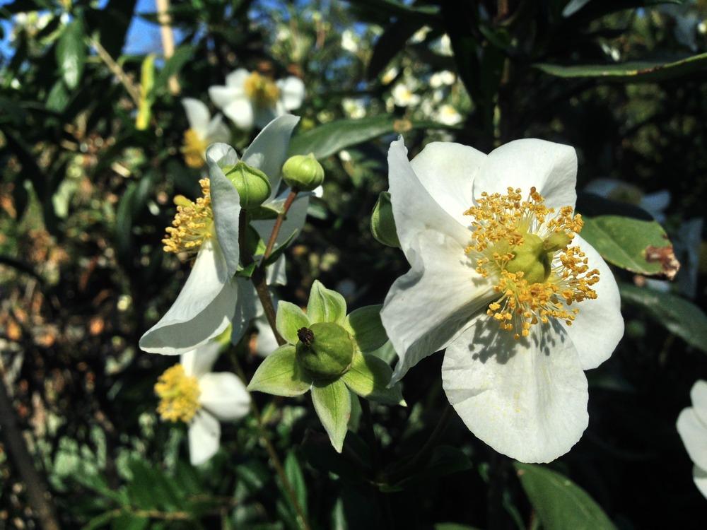 Photo of California Anemone (Carpenteria californica) uploaded by HamiltonSquare