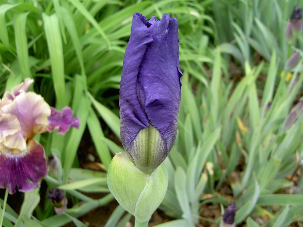 Photo of Tall Bearded Iris (Iris 'Feed Back') uploaded by Muddymitts