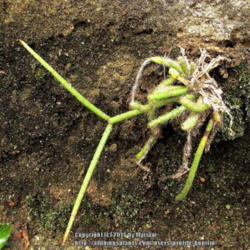 Location: Rio de Janeiro, Brazil
Date: 2013-12-06
Young plant growing in a cavity of a rock.
