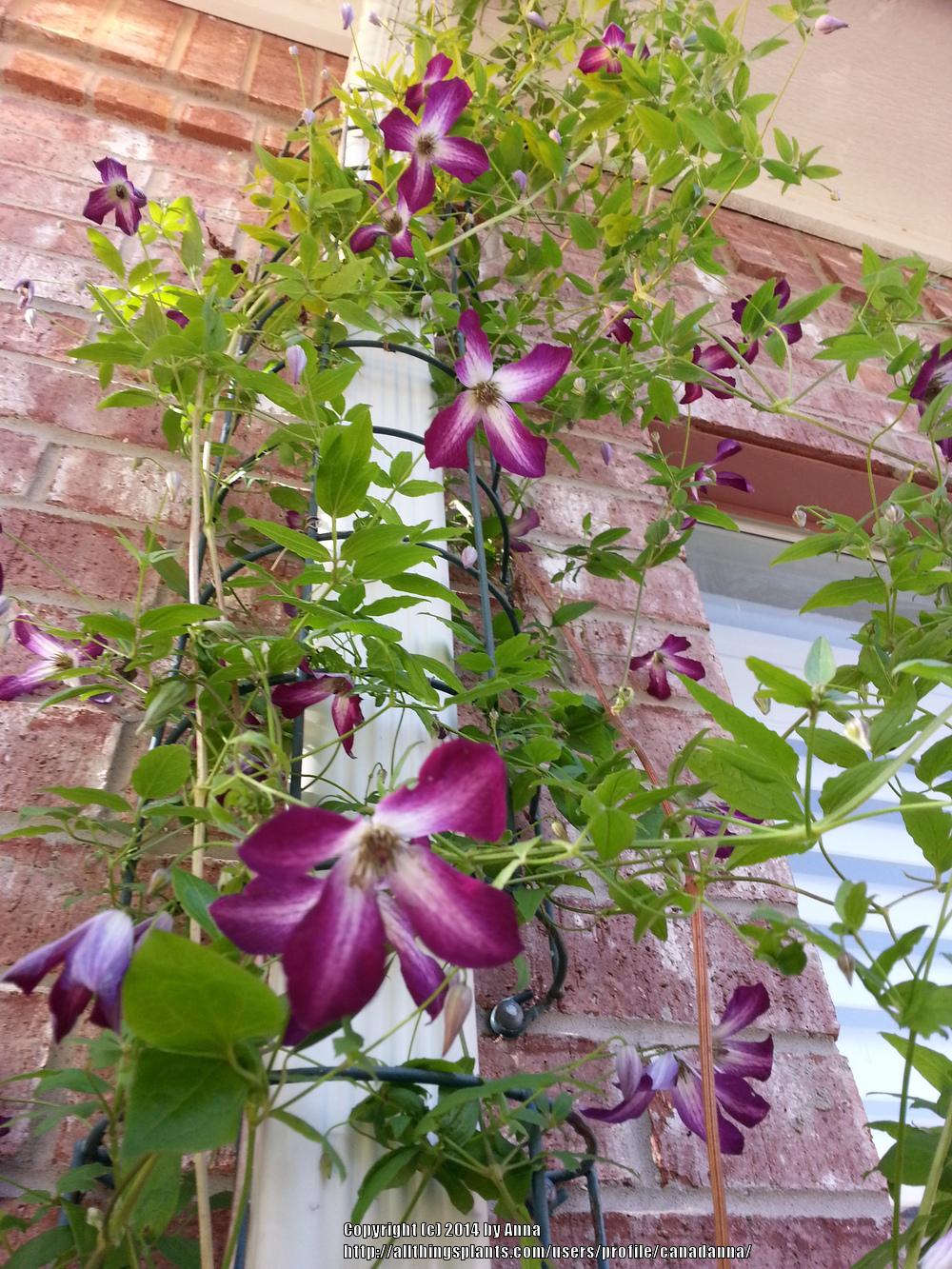Photo of Clematis (Clematis viticella 'Walenburg') uploaded by canadanna