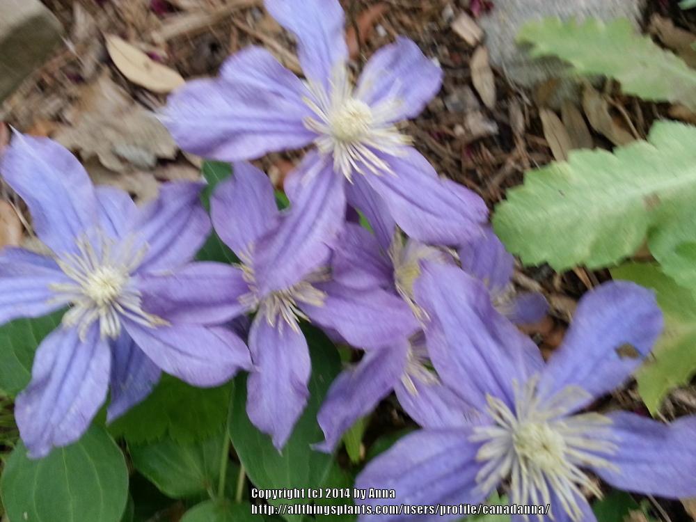Photo of Clematis 'Arabella' uploaded by canadanna
