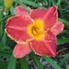 Photo Courtesy of Keast Daylily Gardens. Used with Permission.