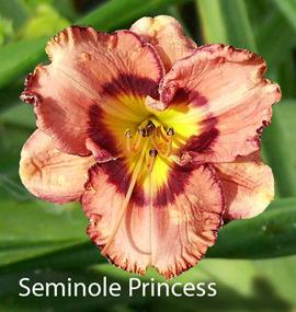 Photo of Daylily (Hemerocallis 'Seminole Princess') uploaded by chalyse