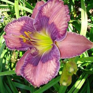 Photo Courtesy of Oak Hill Daylilies. Used with Permission.