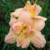 Photo Courtesy of Oak Hill Daylilies. Used with Permission.