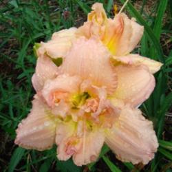 Location: Oak Hills Daylilies, Athens, IL
Photo Courtesy of Oak Hill Daylilies. Used with Permission.