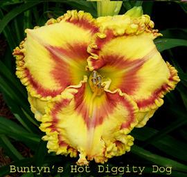 Photo of Daylily (Hemerocallis 'Buntyn's Hot Diggity Dog') uploaded by chalyse