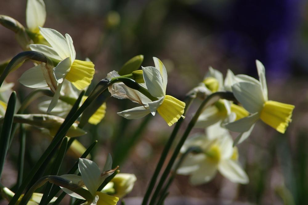 Photo of Jonquilla Daffodil (Narcissus 'Sailboat') uploaded by dirtdorphins