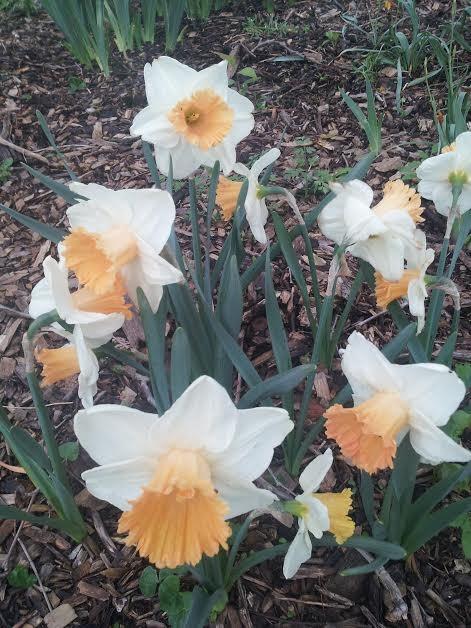 Photo of Large Cupped Daffodil (Narcissus 'Full Throttle') uploaded by gemini_sage