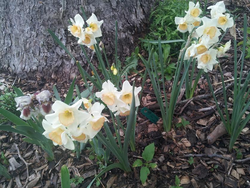Photo of Jonquilla Daffodil (Narcissus 'Yazz') uploaded by gemini_sage