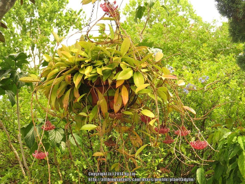 Photo of Wax Plant (Hoya pubicalyx) uploaded by plantladylin